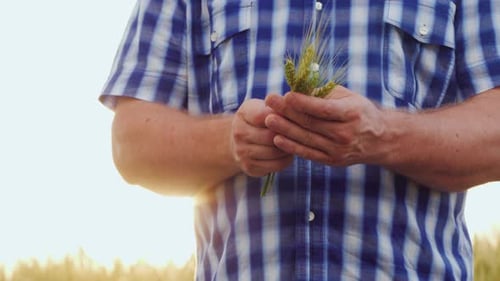 Farmer Inspecting Wheat Harvest in Golden Sunlight