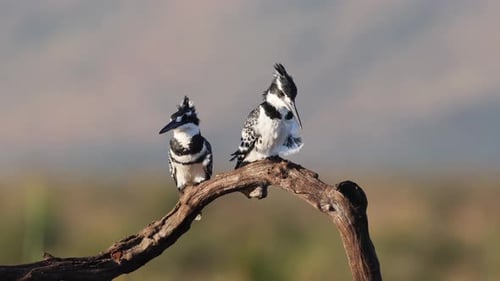 Pair of African Pied Kingfisher birds perch on tree branch in breeze