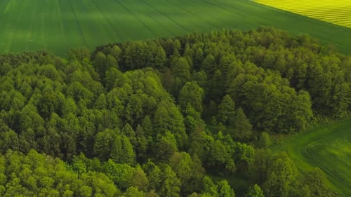 A Small Forest Among Farm Fields. Drone View