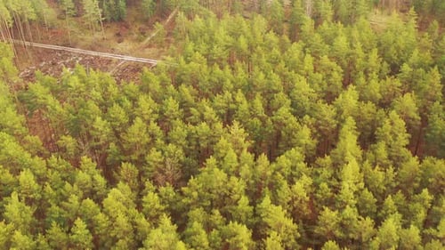 Luftaufnahme Green Pine Forest Abholzung Gebiet Landschaft