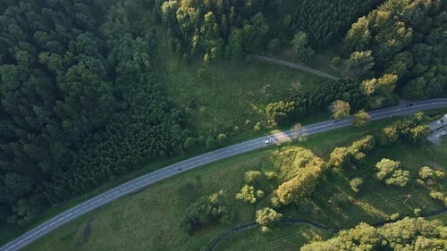 Car Moving on Road Through Pine Tree Forest Aerial View