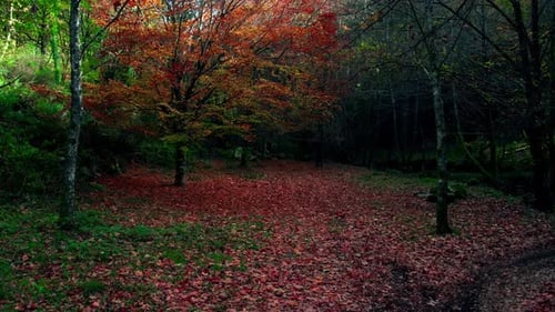 Magic Forest