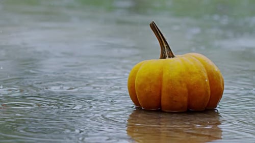 Pumpkin