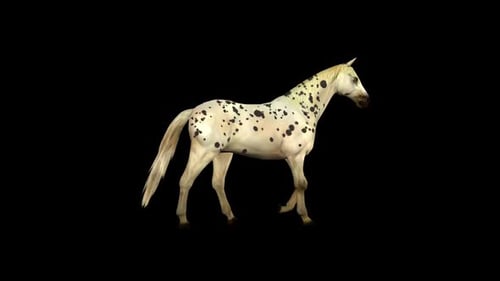 Spotted Horse Walk