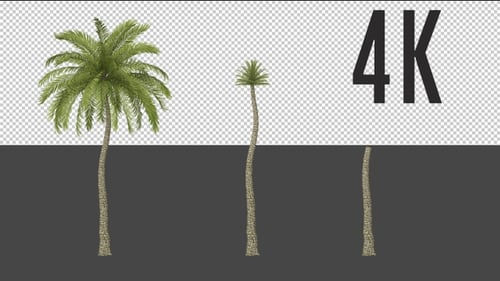 Beach Palm Tree Growing