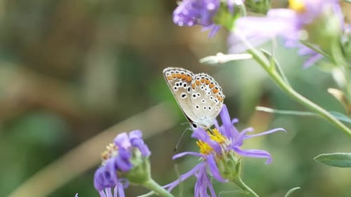 Delicate Butterfly on a Purple Flower, Close Up