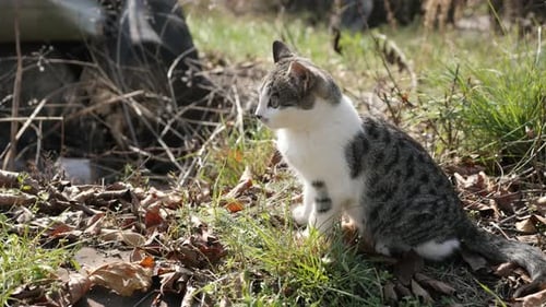 Hauskätzchen ruht auf dem Feld 4K 2160p 30fps UHD-Aufnahmen - Felis Catus Haustier schleicht sich herum