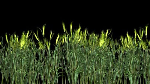 Wheat Field