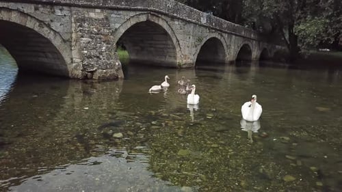 Schwäne 4K.