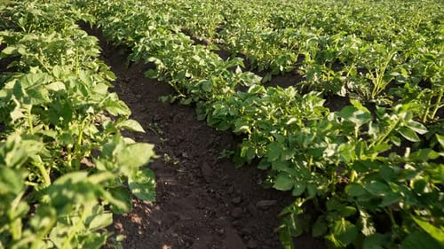 Potato Plants Bushes Growing in Rows on Farm Vegetable Field