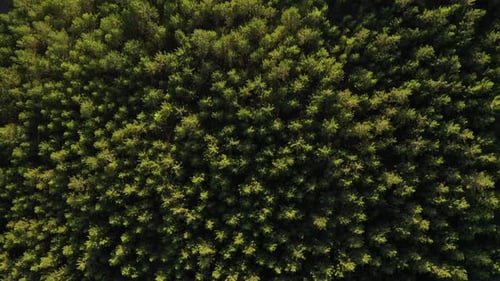 Aerial view of forest.
