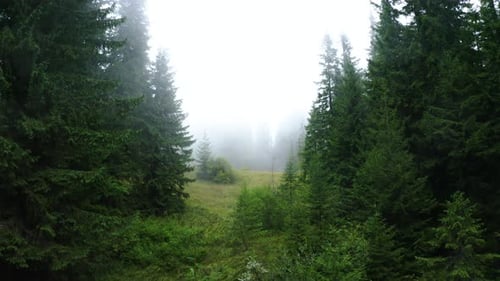 Aerial view of a Forest. Flying in the Fog through the trees. Drone footage of Green Forest