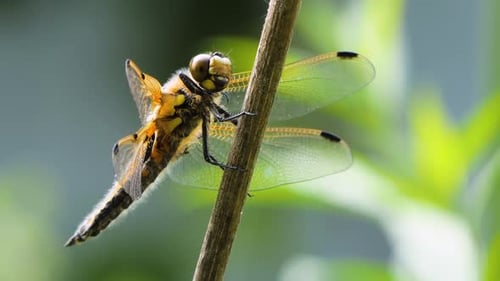 Dragonfly Sits on a Branch, Wild Beetle in Nature, Summer Spring Colorful Macro Wildlife