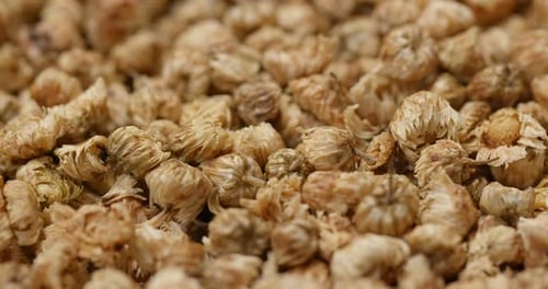 Close Up of Dried Chrysanthemum Flowers