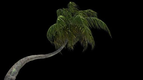 Realistic Swaying Palm Tree with Transparent Background