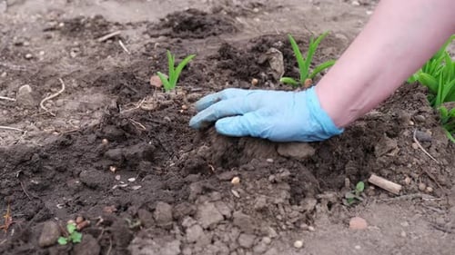 Hand Gathers Soil Around Small Plant Sprouts