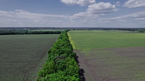 Drone Flies Over Green Agriculture Corn Field