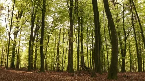 Tall Forest Trees with Dry Leaves and Twigs on Ground