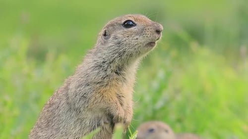 Esquilo terrestre caucasiano da montanha ou esquilo terrestre Elbrus Spermophilus Musicus