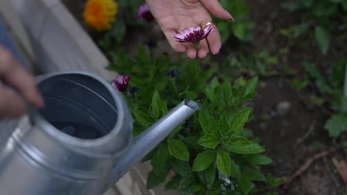 Woman Waters Flowers in Garden With Watering Can