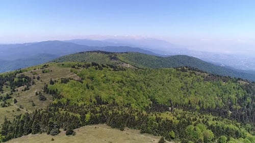 Pine forests, aerial view forest.