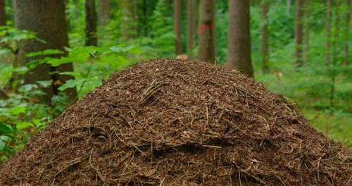 Wildes Leben der Ameisen im Wald in Antheap