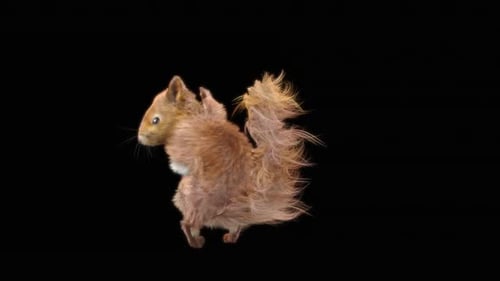 80 Eichhörnchen Samba Tanzen HD