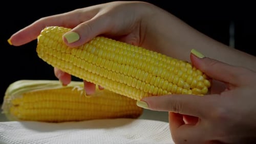 Hands Hold an Ear of Corn on the Cob