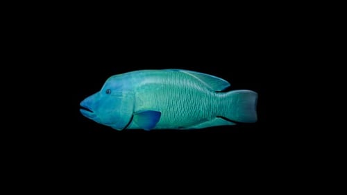 Napoleon-Fisch