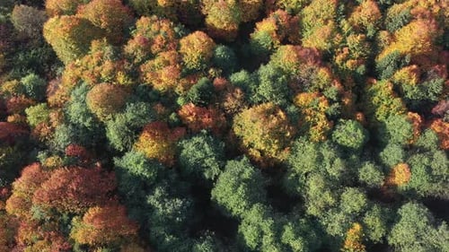 autumn leaves