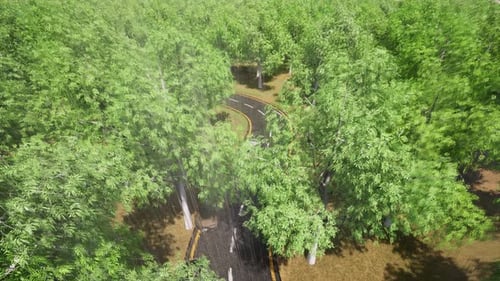 Regen Straße Wald Autos Herbst Wald Landschaft Verkehr Straße Landschaft