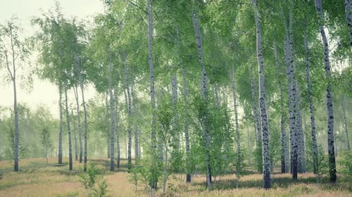 Birch Forest in Sunlight in the Morning