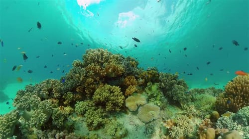 The Underwater World of a Coral Reef
