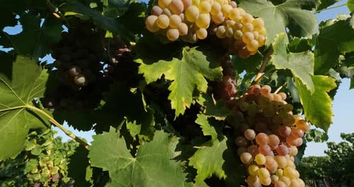 Des vignobles qui poussent dans le sable. Aigues Mortes, département du Gard, Occitanie
, France
