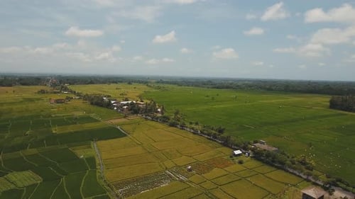 Terrace Rice Fields BaliIndonesia