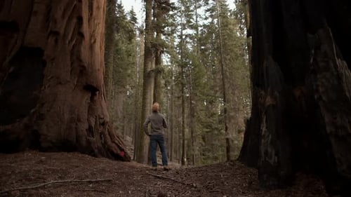 Exploring Giant Sequoias Forest