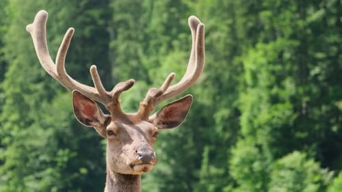 Lone red deer - one of the largest species of deer.