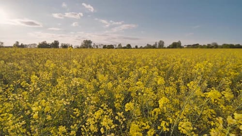 Rapsblüten bei Sonnenuntergang