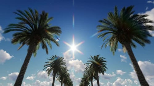 Palm Trees In The Sunshine