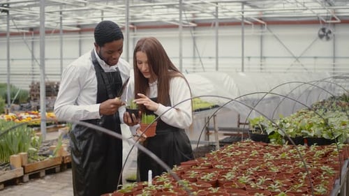Two Florists Working at Flower Indoor Plantation