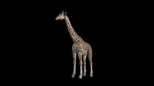 Giraffen-Ostfront
