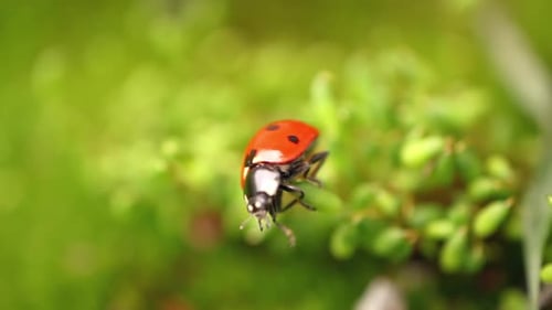 Close-up Wildlife of a Ladybug in the Green Grass in the Forest