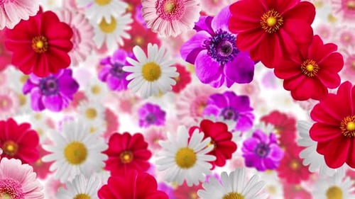 Colorful Animated Flowers Falling Background Loop