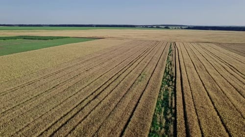 Flying Over a Field of Wheat