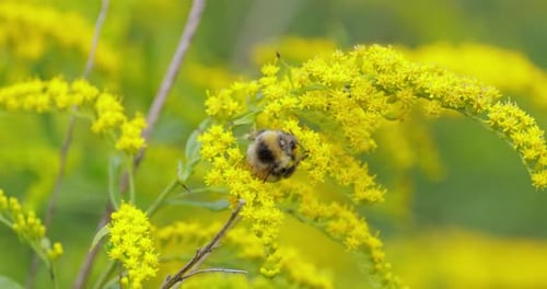 Shaggy Bumblebee Pollinating and Collects Nectar From the Yellow Flower of the Plant