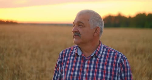 An Elderly Gray-haired Farmer Stands in a Field of Wheat at Sunset and Looks Into the Distance in