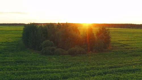 Calm Flight Above Summer Cornfield
