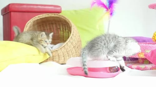 Süße Katzen spielen Spielzeug im Wohnzimmer
