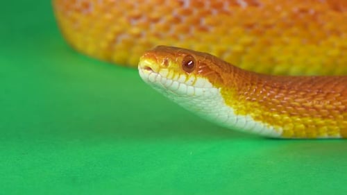 Tiger Python Molurus Bivittatus Morph Albine Birman sur fond vert, écran