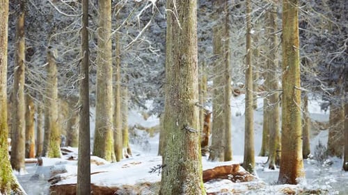 Frosty Winter Landscape in Snowy Forest